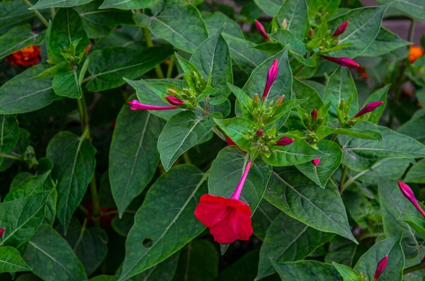 Mirabilis Jalapa Dört Saat Çiçeği Yağmurdan Sonra Damlayan Doğal Duvar — Stok fotoğraf