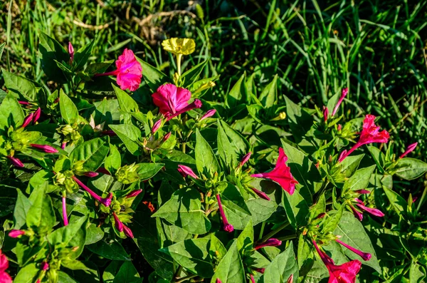 Mirabilis Jalapa Oder Die Vier Uhr Blume Mit Wassertropfen Nach — Stockfoto