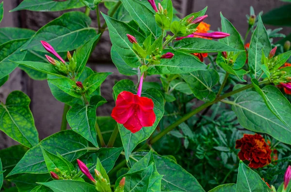 Mirabilis Jalapa Dört Saat Çiçeği Yağmurdan Sonra Damlayan Doğal Duvar — Stok fotoğraf