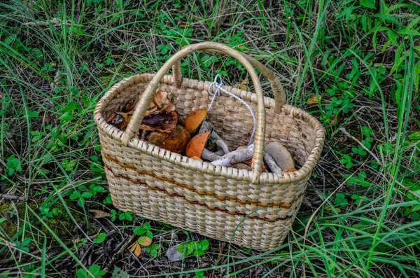 Wickerbasket Collected Chanterelles Boletuses Forest Autumn Cep Mushrooms Spring Boletus — Stock Photo, Image