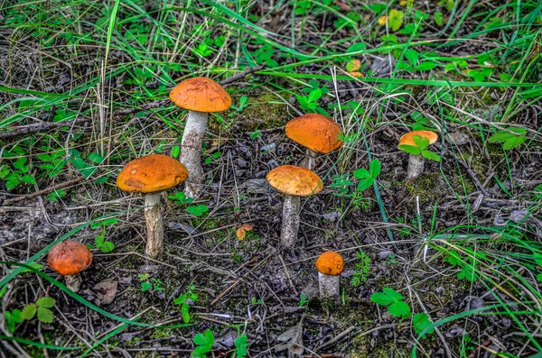 Boletus Mushroom Meadow Young Green Grass Edible Mushroom Boletus Red — стоковое фото