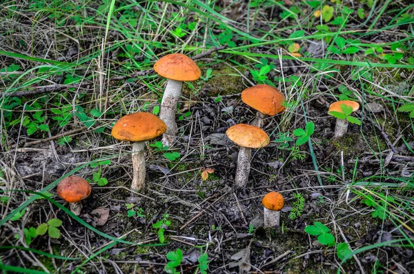 Boletus Svamp Äng Med Unga Gröna Gräs Ätlig Svamp Boletus — Stockfoto