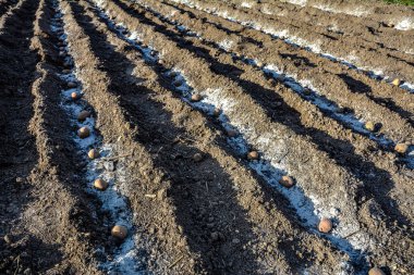 Tarlada patates ekmek. Seçici odaklanma. Bahçe aletleriyle sebze bahçesine patates ekme.