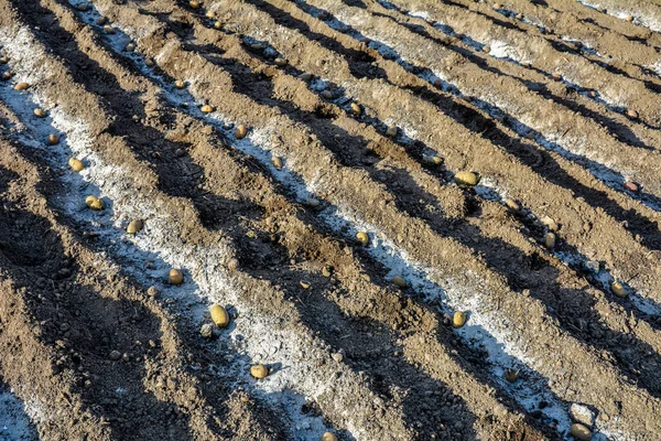 Potatoes Planting Farm Field Selective Focus Planting Potatoes Vegetable Garden — Foto Stock