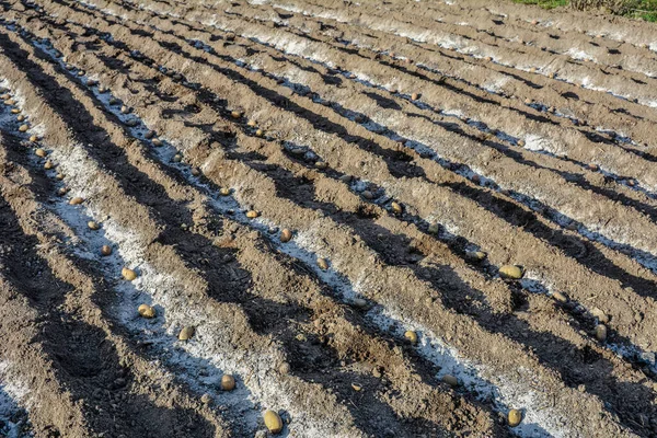 Potatoes Planting Farm Field Selective Focus Planting Potatoes Vegetable Garden — ストック写真