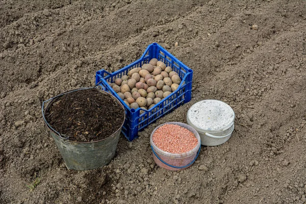 Aardappelteelt Het Planten Van Gekiemde Aardappelen Bodem Met Minerale Meststoffen — Stockfoto