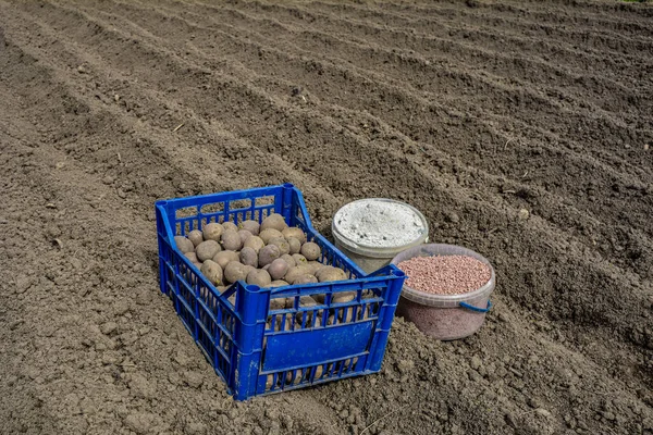 수확을 위하여 봄철에 광물질 비료를 사용하여 토양속에 감자를 감자를 재배하기 — 스톡 사진