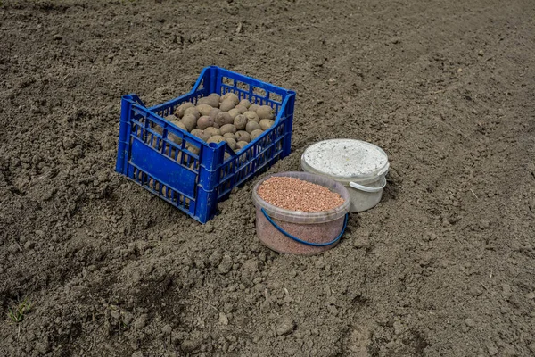 Potato Cultivation Planting Sprouted Potatoes Soil Mineral Fertilizer Spring Good — Foto Stock