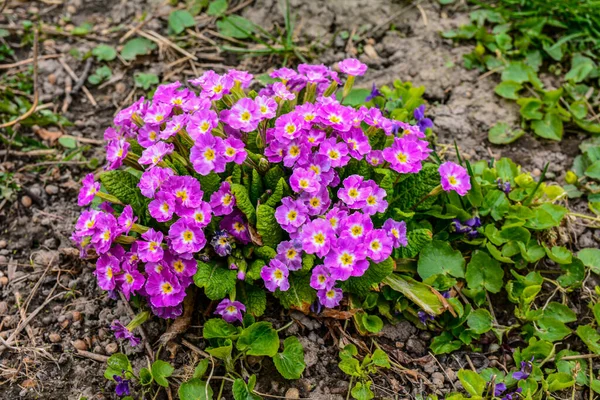 Квітучі Весняні Первоцвіти Крупним Планом Загальні Первоцвіти Квітучі Красиві Первоцвіти — стокове фото