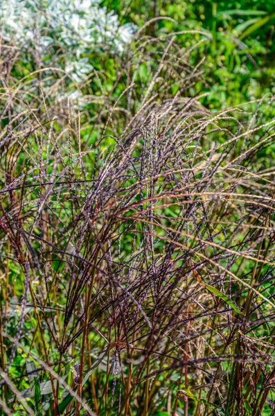 Bothriochloa Ihemum Plant Road Желтая Трава Голубого Цвета Облачный День — стоковое фото