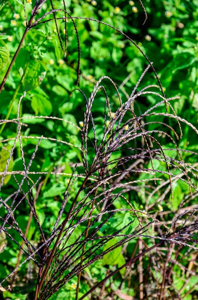 Bothriochloa Ischaemum Planta Cerca Carretera Hierba Azul Amarillo Día Nublado —  Fotos de Stock