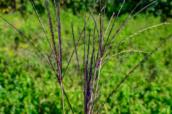 Bothriochloa Ihemum Plant Road Желтая Трава Голубого Цвета Облачный День — стоковое фото