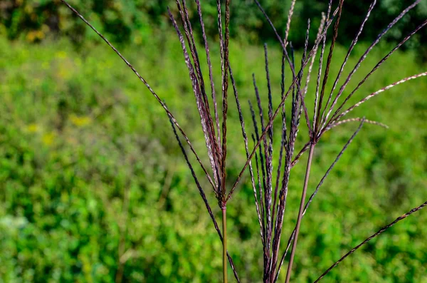 Bothriochloa Ischaemum Plant Buurt Van Weg Geel Boswortelgras Bewolkte Dag — Stockfoto