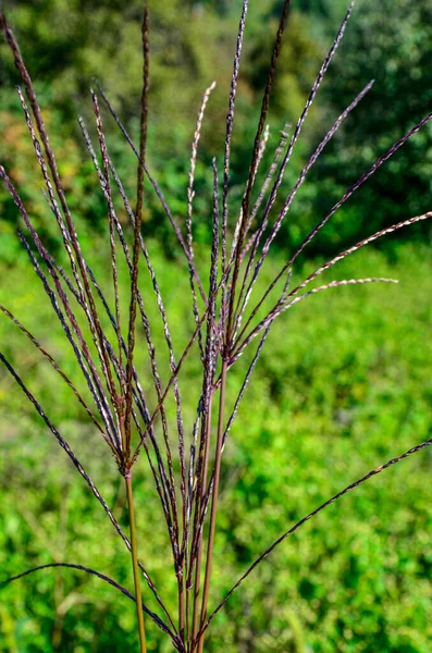 Bothriochloa Ihemum Plant Road Желтая Трава Голубого Цвета Облачный День — стоковое фото