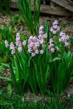 Parkta bir sürü pembe sümbül çiçek açıyor. .