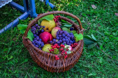 Hasır sepette çeşitli meyvelerle kompozisyon.