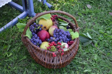 Hasır sepette çeşitli meyvelerle kompozisyon.