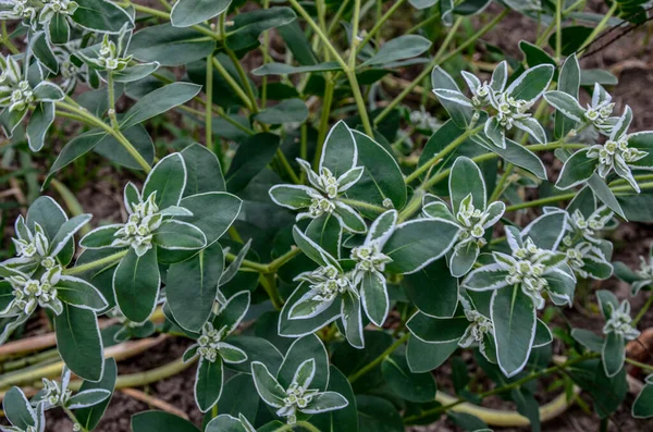 Euphorbia Marginata Bush White Green Striped Leaves Flowers Closeup — Stock Photo, Image