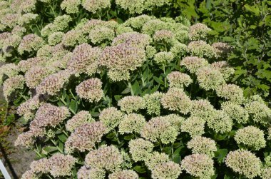 Çiçek tarhında gösterişli taş rop çiçekleri (Sedum spectabile veya Hylotelephium spectabile). Çiçek tomurcukları ve Hylotelephium Spectabile yeşilliği ile yakın