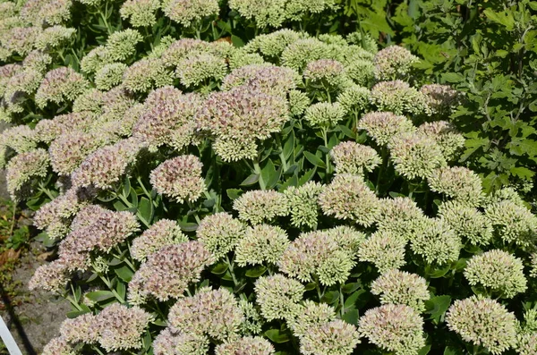 Çiçek tarhında gösterişli taş rop çiçekleri (Sedum spectabile veya Hylotelephium spectabile). Çiçek tomurcukları ve Hylotelephium Spectabile yeşilliği ile yakın