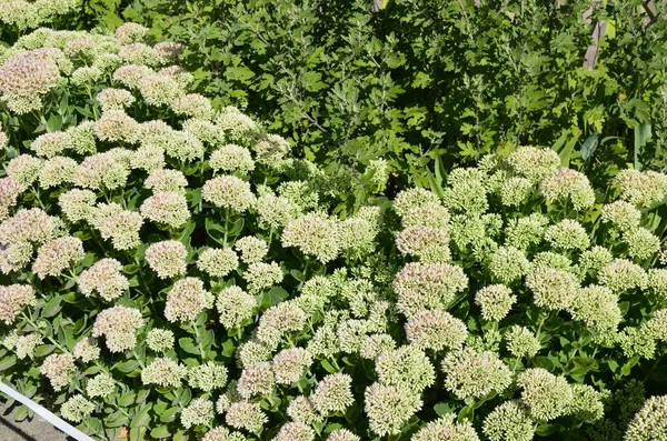 Çiçek tarhında gösterişli taş rop çiçekleri (Sedum spectabile veya Hylotelephium spectabile). Çiçek tomurcukları ve Hylotelephium Spectabile yeşilliği ile yakın