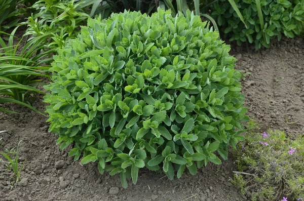 Fleurs Voyantes Pierre Sedum Spectabile Hylotelephium Spectabile Sur Parterre Fleuri — Photo