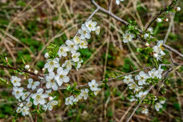 Prunus Cerasifera Blühender Weißer Pflaumenbaum Weiße Blüten Von Prunus Cerasifera — Stockfoto