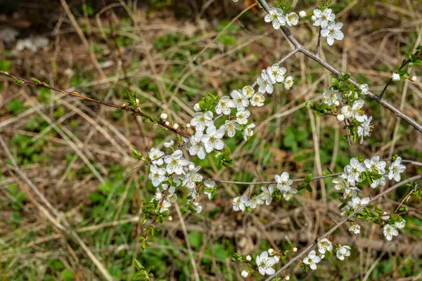 Prunus Cerasifera开花的白梅树 Prunus Cerasifera的白色花朵 — 图库照片