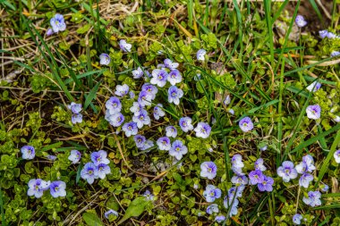 Veronica filiforis - Slender Speedwell - bahçede küçük mavi çiçekler açmıştı. Bahar teması için harika bir doğal zemin
