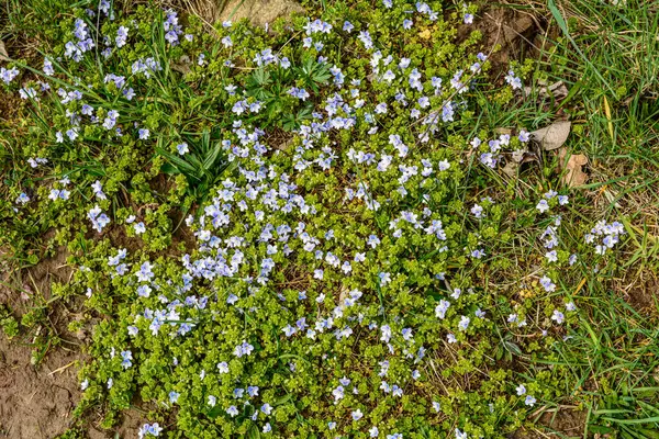 ヴェロニカ映画 スレンダーなスピードウェル 庭に小さな青い花が咲いていました 春をテーマにした大自然 — ストック写真