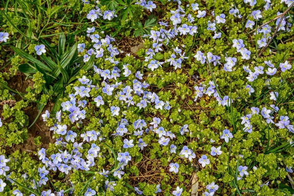 Veronica Filiformis Slender Speedwell Саду Цветут Маленькие Голубые Цветы Прекрасный — стоковое фото