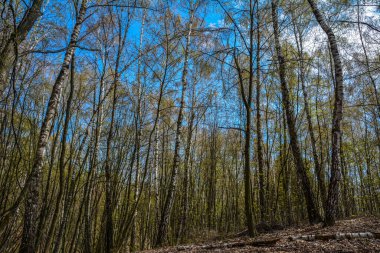 Bahar ağaçları ve yaprak döken ormanlarda yaprak döken yeşil yapraklar ılık güneşli bir günde bakmak için. Mevsimlik manzara. Güneş ışınları ağaçların yaprakları arasından yol alır. Panoramik pankart.