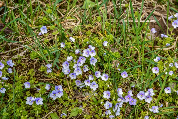 Veronica Filiformis Slender Speedwell Florecían Pequeñas Flores Azules Jardín Gran — Foto de Stock