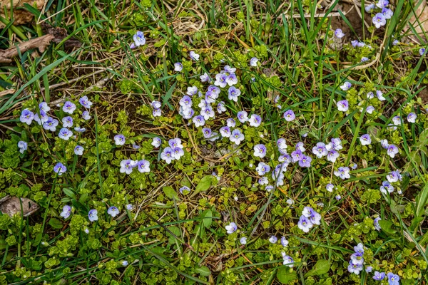Veronica Filiformis Karcsú Speedwell Kis Kék Virágok Virágoztak Kertben Egy — Stock Fotó