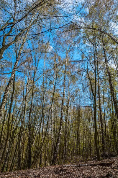 Jarní Stromy Mladým Zeleným Listím Opadavém Lese Podívat Teplém Slunečném — Stock fotografie