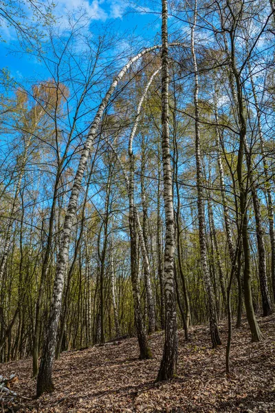 Spring Trees Young Green Foliage Deciduous Forest Look Warm Sunny — Foto Stock