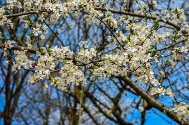 Çiçek açmış erik ağacı. Arka planda parlak bir bahar gökyüzü. Güzel bir bahar çiçeği açan erik ağacı.