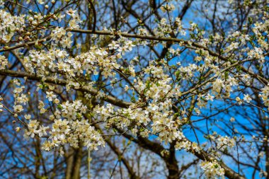 Çiçek açmış erik ağacı. Arka planda parlak bir bahar gökyüzü. Güzel bir bahar çiçeği açan erik ağacı.