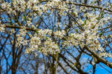 Çiçek açmış erik ağacı. Arka planda parlak bir bahar gökyüzü. Güzel bir bahar çiçeği açan erik ağacı.