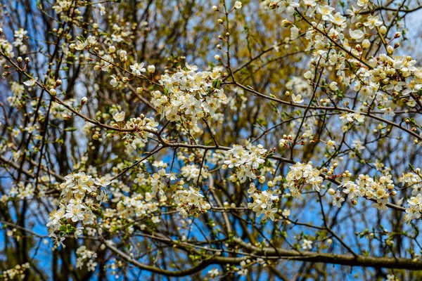 Plum Tree Blossom Bright Spring Sky Background Beautiful Spring Blossoming — Stock Photo, Image