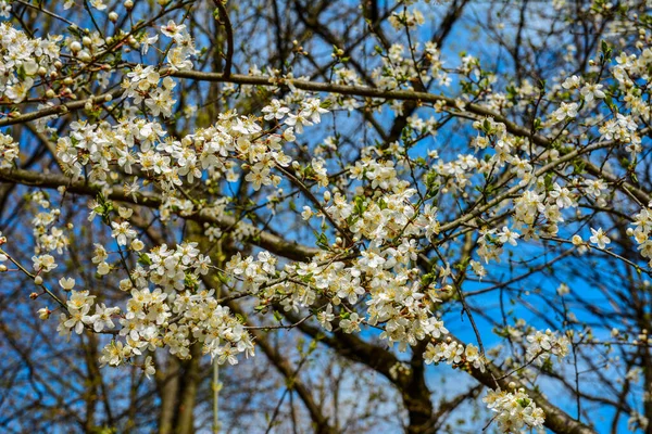 Çiçek açmış erik ağacı. Arka planda parlak bir bahar gökyüzü. Güzel bir bahar çiçeği açan erik ağacı.