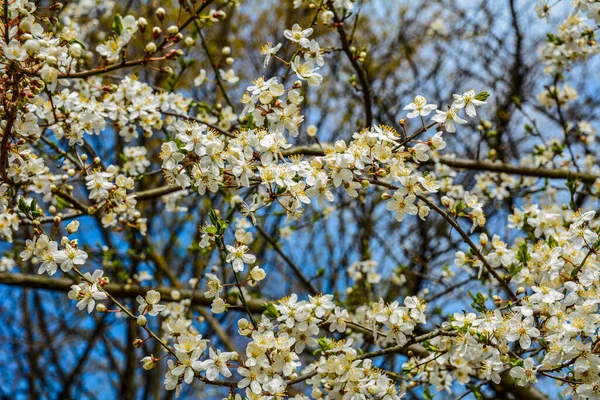 Çiçek açmış erik ağacı. Arka planda parlak bir bahar gökyüzü. Güzel bir bahar çiçeği açan erik ağacı.