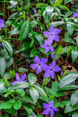Yeşil yaprakların arka planında güzel mor vinca çiçekleri. Vinca minör (küçük menekşe, küçük menekşe, sıradan menekşe) bahçenin dekorasyonu için. Yakın plan. Tasarım için doğa kavramı.