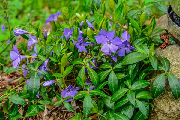 Hermosas Flores Púrpuras Vinca Sobre Fondo Hojas Verdes Vinca Menor —  Fotos de Stock