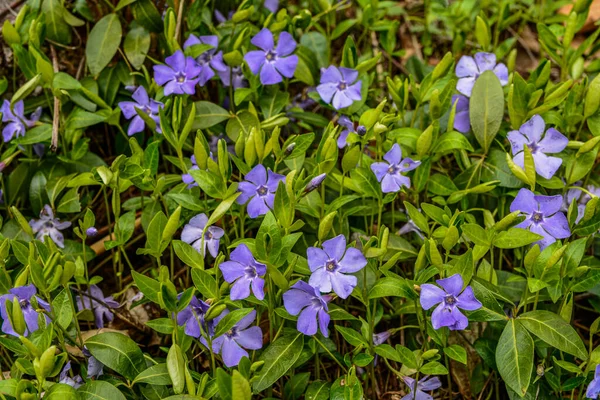 Красиві Фіолетові Квіти Вінілу Фоні Зеленого Листя Вінка Мінор Невеликий — стокове фото