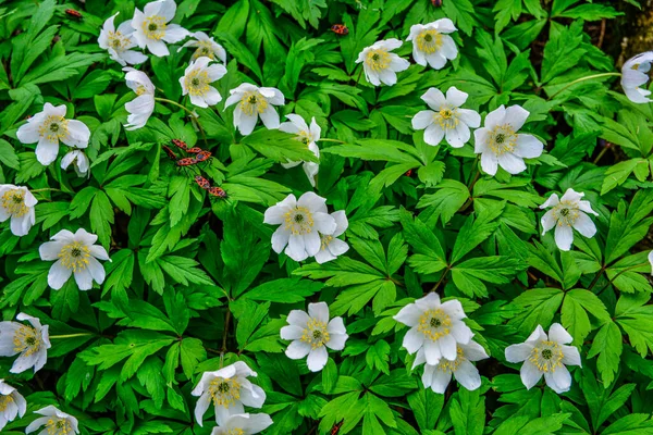 Flowers Leaves Wood Anemone Anemone Nemorosa Syn Anemonoides Nemorosa Thimbleweed — Stockfoto