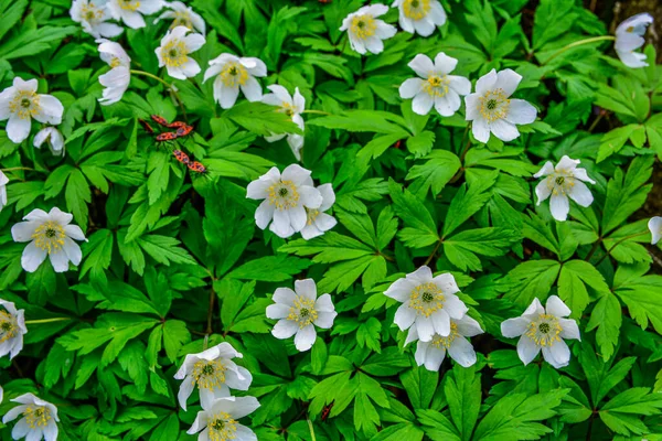 Flowers Leaves Wood Anemone Anemone Nemorosa Syn Anemonoides Nemorosa Thimbleweed — Stockfoto