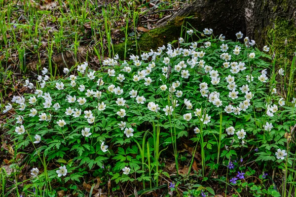 Flores Hojas Anémona Madera Anemone Nemorosa Syn Anemonoides Nemorosa Thimbleweed —  Fotos de Stock