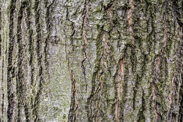 緑の苔とそれに地衣類の木の茶色の樹皮のエンボス加工のテクスチャ 樫の木の樹皮の円形のパノラマを展開 — ストック写真
