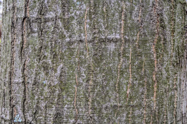 有青苔和地衣的树的棕色树皮的浮雕纹理 橡木树皮的展开的圆形全景 — 图库照片